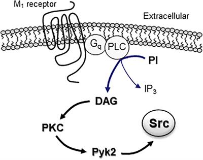 Regulation of Src family kinases by muscarinic acetylcholine receptors in heterologous cells and neurons